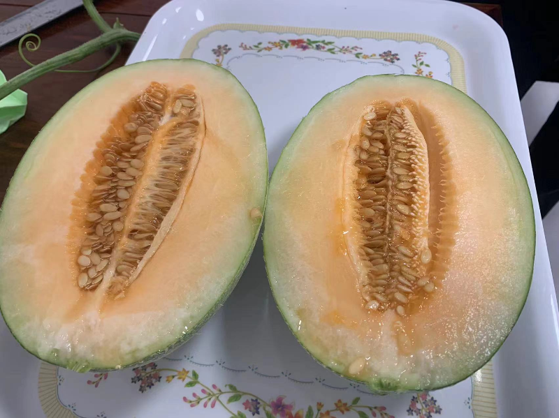 海南鲜品 | 甜度超过16度的乐东蜜瓜