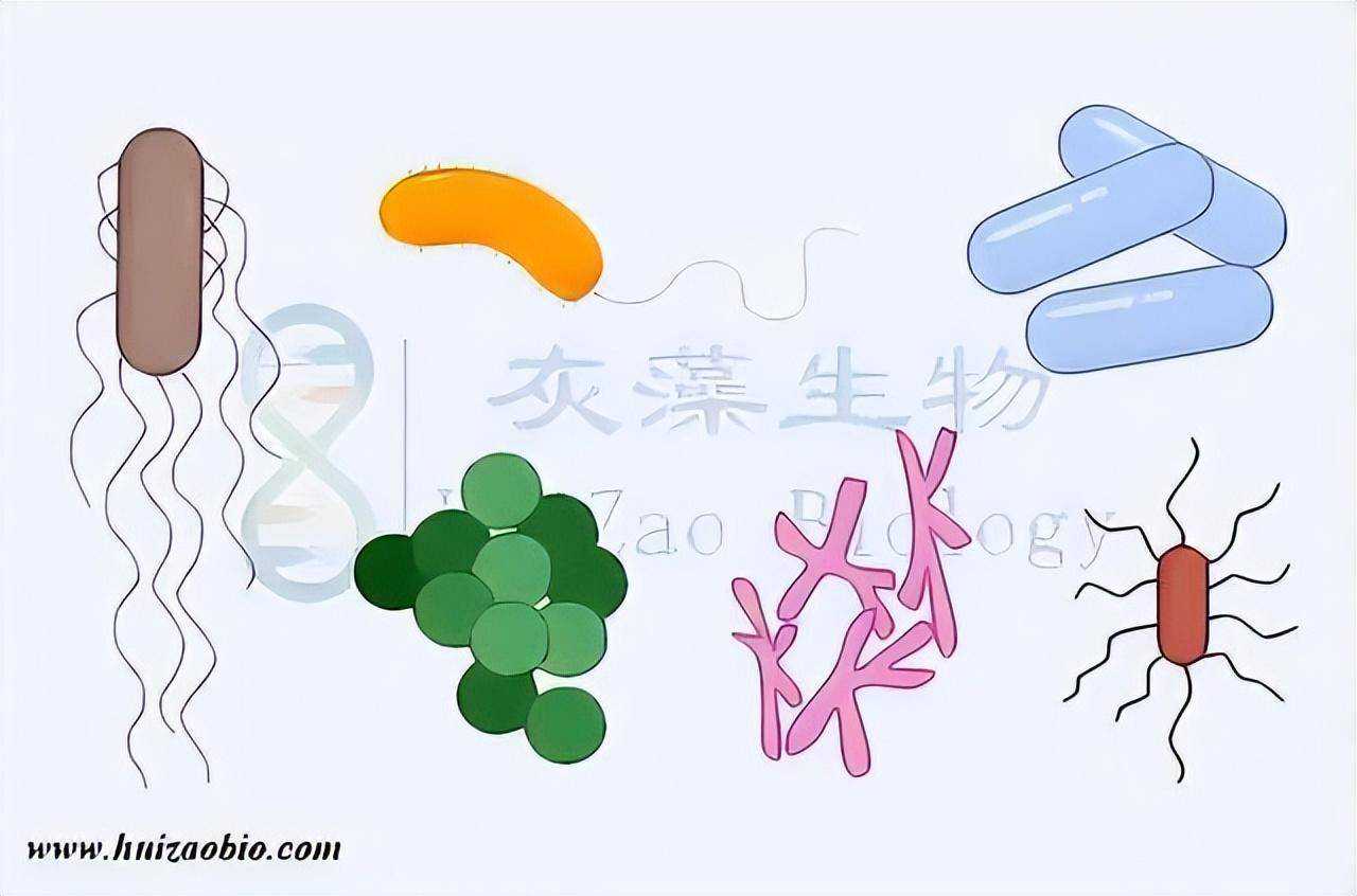如何利用LB平板进行划线及分离细菌