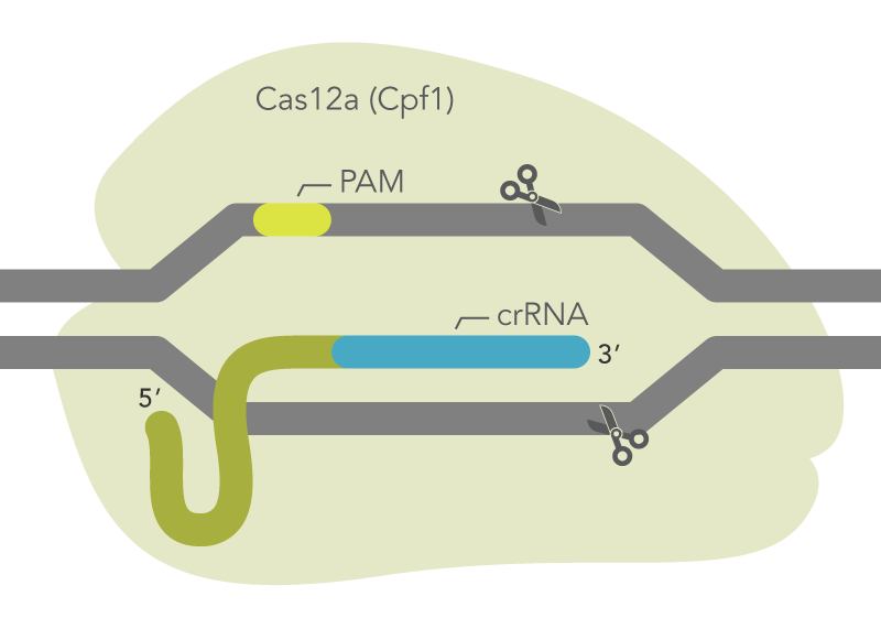 中科院娄继忠成功解析Cas12a中R-loop复合体形成的分子机制
